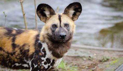 Study Shows Unusual Evolutionary Changes in African Wild Dogs