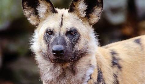 African Wild Dog Free Stock Photo - Public Domain Pictures