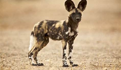 African Wild Dog facts for Kids - KonnectHQ