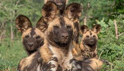 Family Of African Wild Dogs Royalty Free Stock Photography - Image
