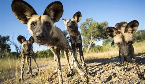 Unique Facts About the African Wild Dog - WorldAtlas