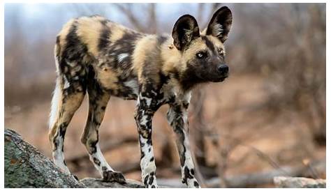 African Wild Dog Facts - Animal Facts Encyclopedia | African wild dog