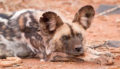 African Wild Dog Facts | African Wild Dog Habitat & Diet