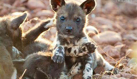 Photo: African Wild Dog Puppy - Travel For Wildlife