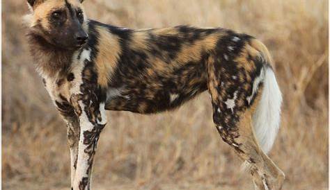 African Wild Dogs in Botswana | Lensman - Lennart Hessel