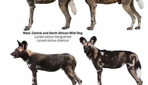 Abe's Animals: Subspecies of the African wild dog and Dhole