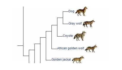 African Wild Dog Facts and Taxonomy - ONE ZOO TREE