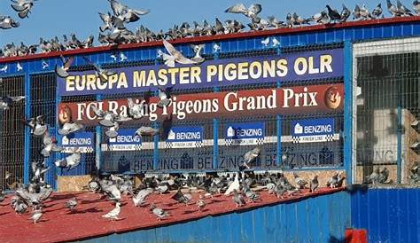 EUROPA MASTER PIGEONS OLR 2020. FINAL RACE - ONE LOFT RACING