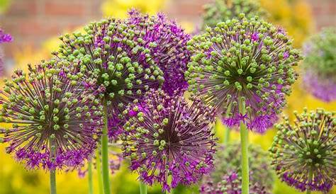 Schwarze Blumen: Die Top 7 für Ihren Garten - myHOMEBOOK