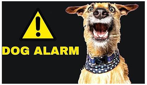 Alarmed Dog Best Barking Alarms For Home Security Best Reviews