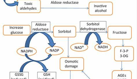 Aldose Reductase Sorbitol Role Of In Diabetic Complications