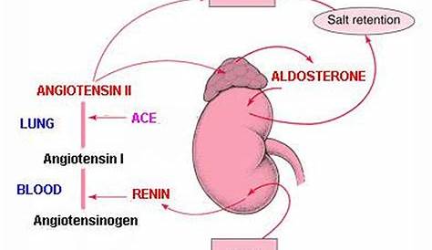Aldosterone Function In Blood Pressure CV Physiology ReninAngiotensin System