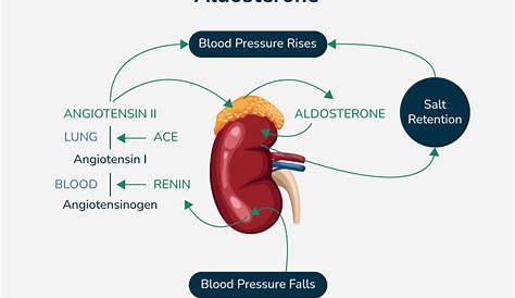 Aldosterone Hormone Function