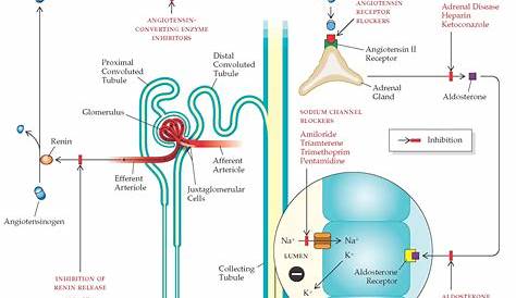 Aldosterone Mechanism In Kidney Reninangiotensin System Definition & Facts Britannica