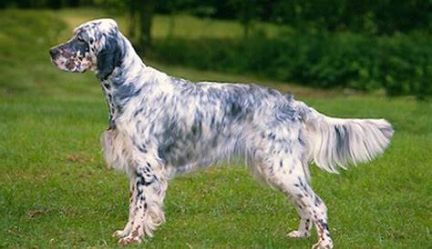 15 Amazing Facts About English Setters You Probably Never Knew | Page 3