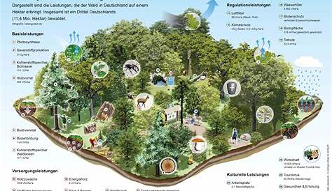 Funktionen des Waldes - Waldfunktionen - Ökosystemleistung Wald