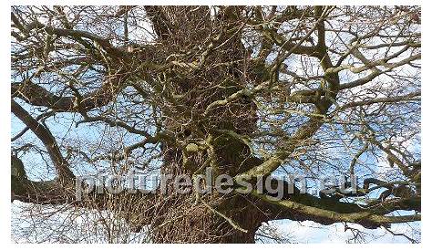 der alte winterbaum Foto & Bild | deutschland, europe, baden