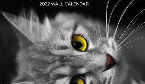 Shop Now Big Labels Small Prices LANG American CAT™ 2022 Wall Calendar