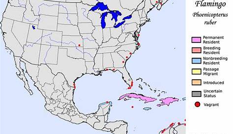 American Flamingo - Species Range Map