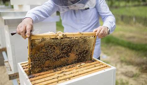 Les Amis du Jardin font découvrir la ruche - ladepeche.fr