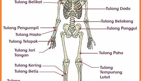 10 Tulang Rangka Manusia Dan Fungsinya