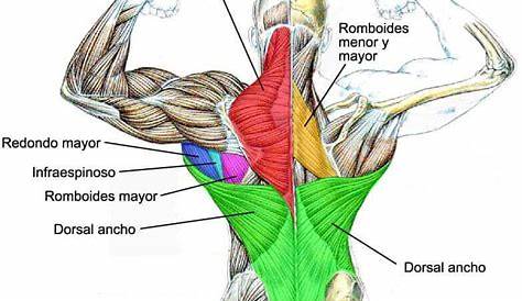 Anatomía de los músculos de la espalda - Mejor con Salud