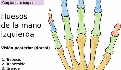 Figura 1. Anatomía de la mano. | Download Scientific Diagram