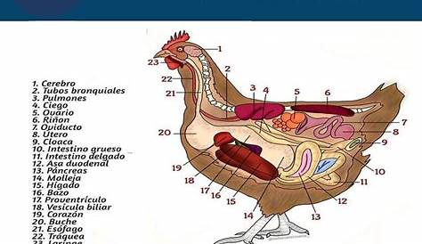 Enfadarse módulo El extraño anatomia interna del pollo Caballero amable