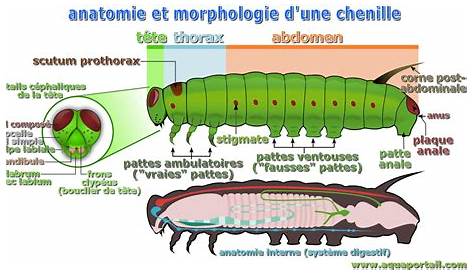 Morphologie de la chenille | Chenille, Sciences naturelles, Anatomie