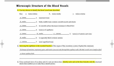 Anatomy Of Blood Vessels Review Sheet 32