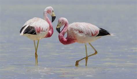 Flamingos form lasting friendships, a new study finds