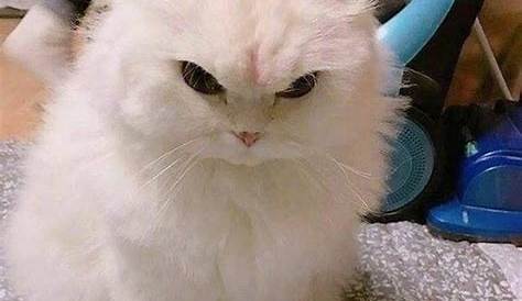 Angry Cat Meme - VoBss
