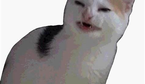 "Angry Cat Meme" Sticker by katikat | Redbubble