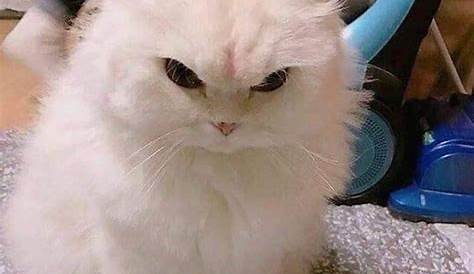 Angry Cat Meme | Cat memes, Cats, Angry cat