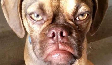 10+ Angry Dog Meme That Hilarious | Page 2 of 3 | PetPress