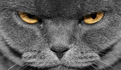 Angry Look, Grey Cats, Stock Photos, Animals, Animales, Gray Cats