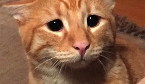 What Breed Is My Cat Orange Meme – Cat 101