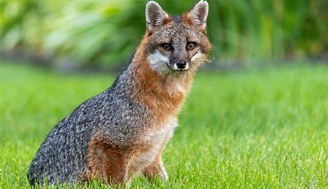 Animais no Mundo...: Animais do Continente Americano... Arara Azul