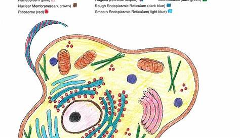 Animal And Plant Cell Coloring Worksheet Key What Is A