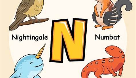 Animals Alphabet Letter N for Narwhal Newt Numbat Nightingale Bird