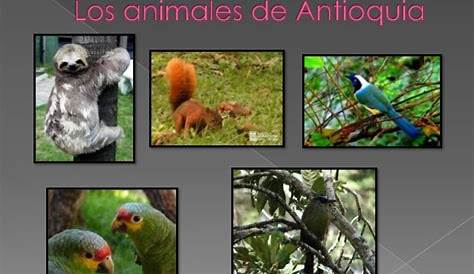 Antioquia, un paraíso en fauna silvestre Fun Facts About Animals