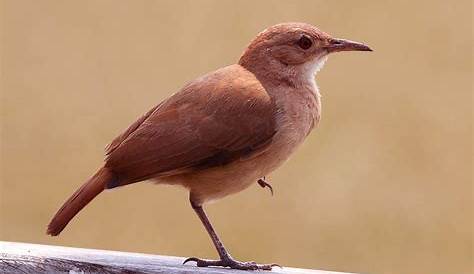 TOP 10: Animales autóctonos de Argentina