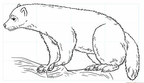 How to Draw a Wolverine (Wild Animals) Step by Step