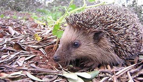 Animali della macchia mediterranea on emaze