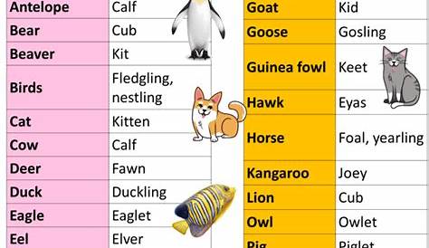 Discover The Enchanting World Of Animal Names For Babies