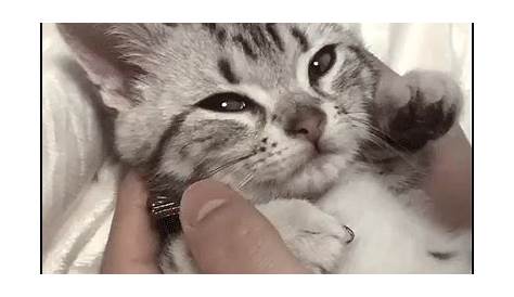 Cute Cat GIFs | Tenor