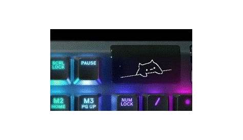 Steelseries Cat Gif 799