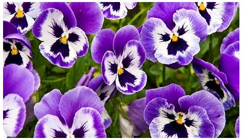 According to the FlowerMeaning.com : "The pansy flower symbolizes the