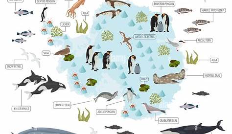 Antarktis, Antarktis, Flora und Fauna Karte, flache Elemente. Tiere