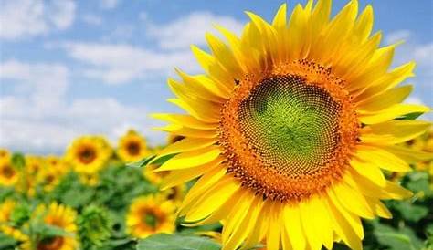 Ciri-Ciri Tanaman Bunga Matahari Manfaat dan Khasiatnya